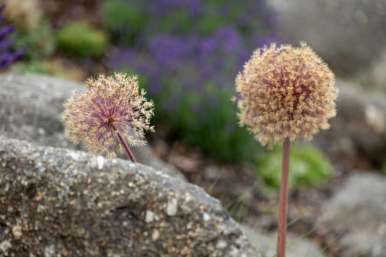 Steingarten von Gartengestaltung Hablesreiter.