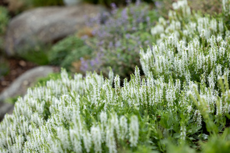 Steingarten mit weißen Stauden von Gartengestaltung Hablesreiter.