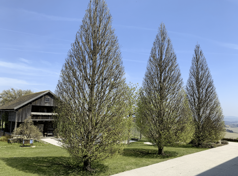 Gartenbau Schmid zeigt die in Form gebrachten Bäume vor einem Holz-Gartenhaus.