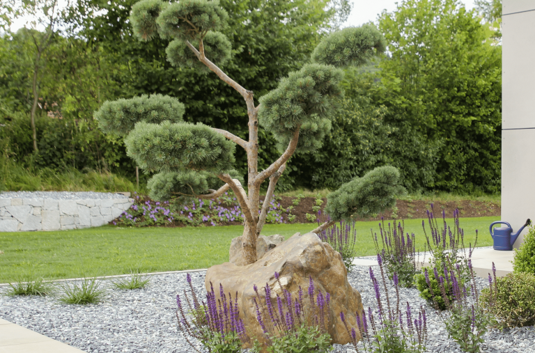 Gartenbau Schmid zeigt einen in Form gebrachten Baum inmitten eines Blumenbeets, welches mit Steinen bedeckt wurde.