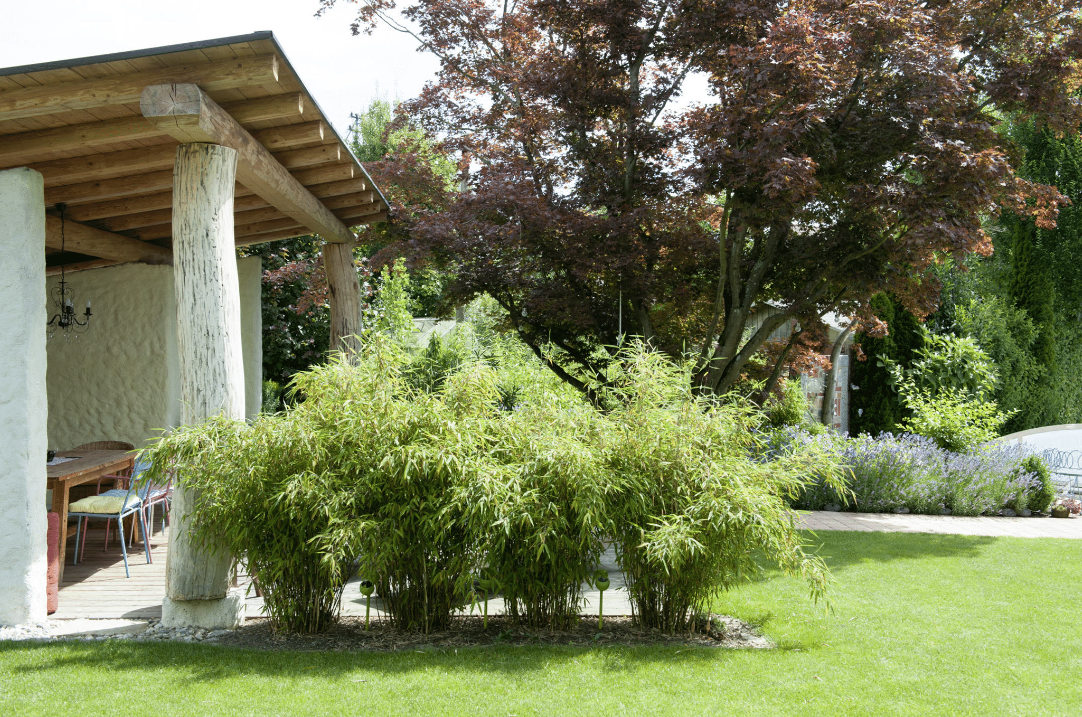 Gartenbau Schmid zeigt einen Garten mit überdachter Terrasse, einen großen Baum mit roten Blättern und dicht wachsender Staude.