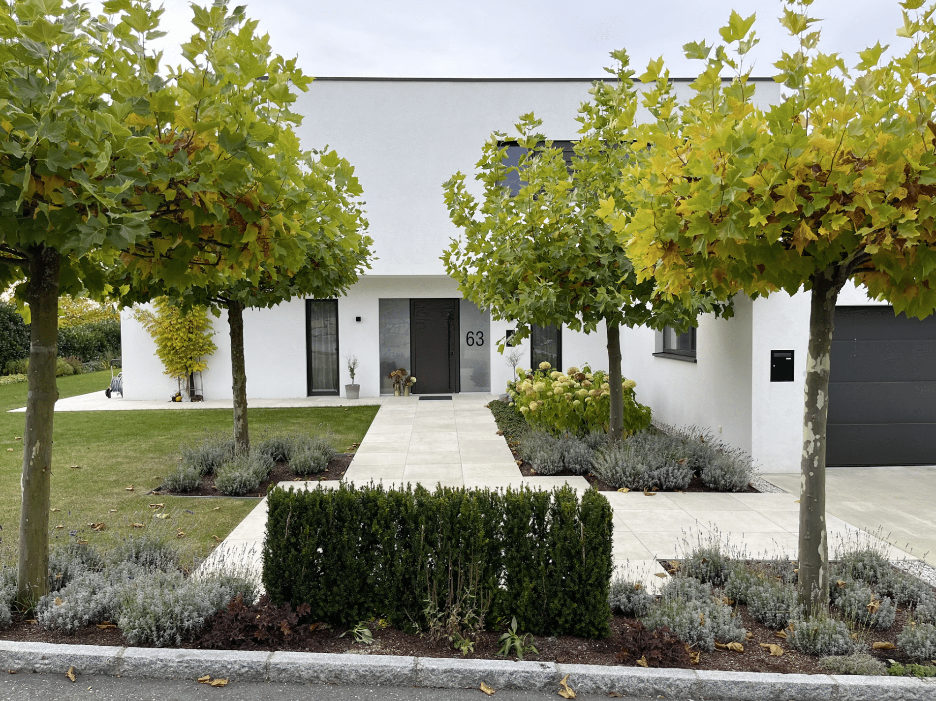 Gartenbau Schmid zeigt den Vorhof eines sehr modernen weißen Hauses mit Steinplatten, bunt bepflanzten Blumenbeeten und hohen Ahornbäumen.